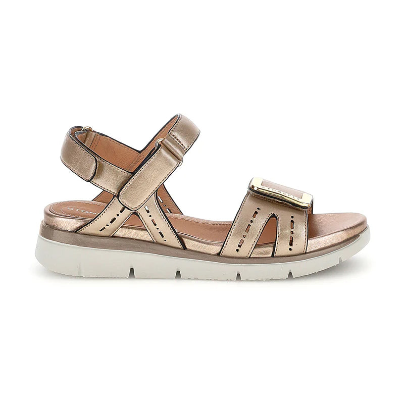 Stonefly 223658